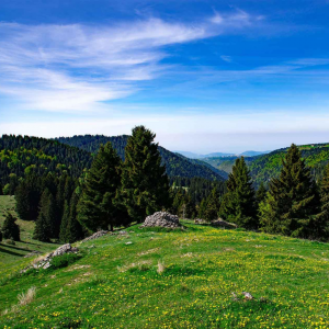 Foresta dei Folignani