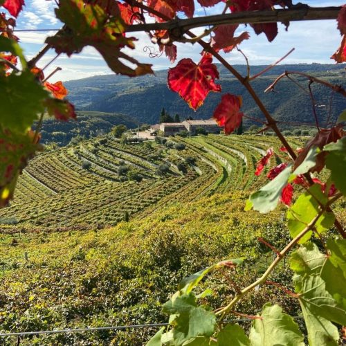 caccia-al-tartufo-tenuta-santa-maria-valverde