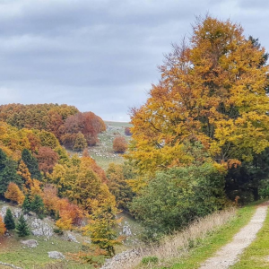 FOLIAGE IN LESSINIA