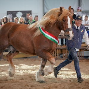 FIERA CAVALLI 2023