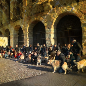 PASSEGGIATA GOLDEN RETRIEVER