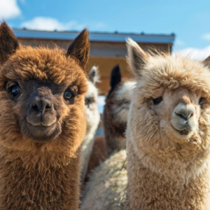 TREKKING CON ALPACA E LAMA