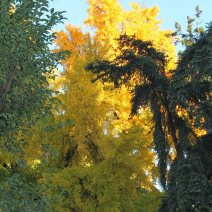 ALBERO GIALLO