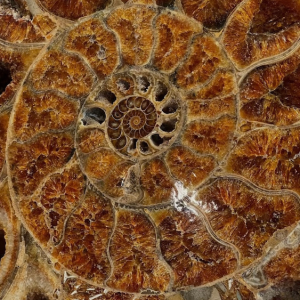 Verona Mineral Show - Cosa fare a Verona a novembre